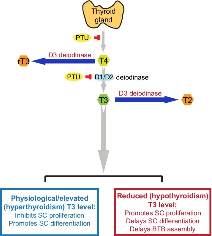 Дейодиназы. Thyroid Hormones. Дейодиназа д3. Тиреоидные гормоны.