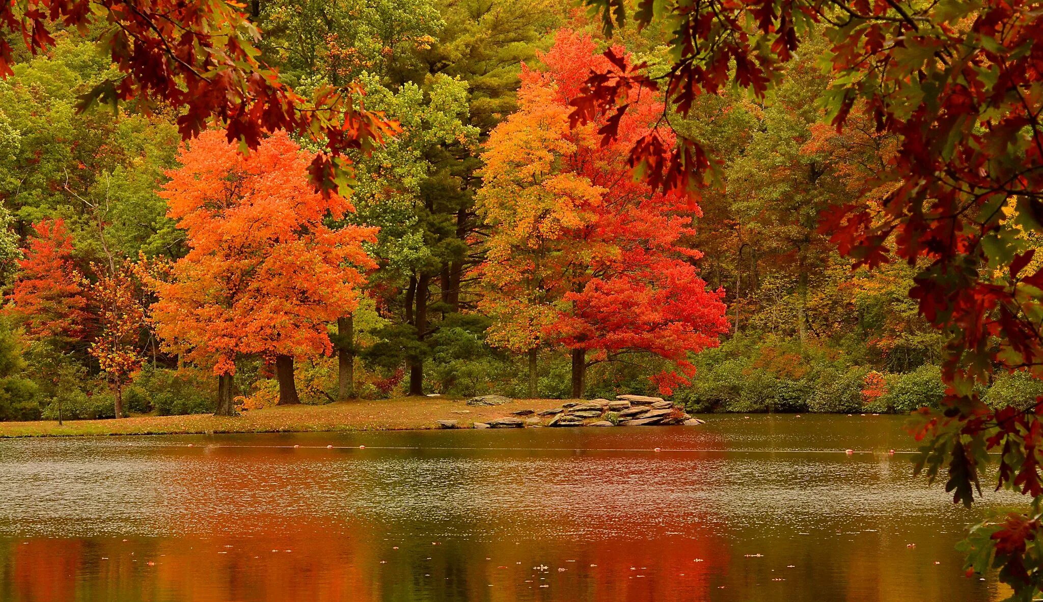 Fall scenes. Золотая осень река. Осень речка. Золотая осень озеро. Озеро с кленами.