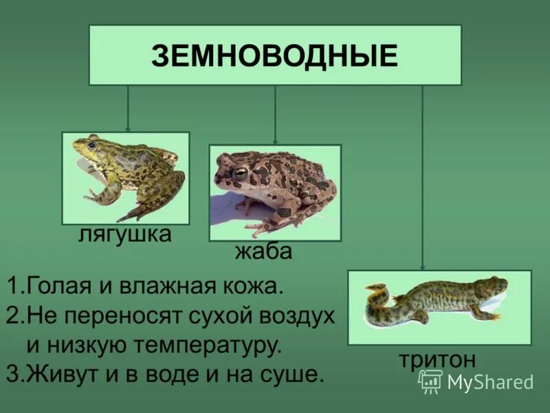 Влажность озёрной лягушки. Земноводные обитают в воде и на суше. Класс земноводные. Презентация про земноводных. Питание земноводных.
