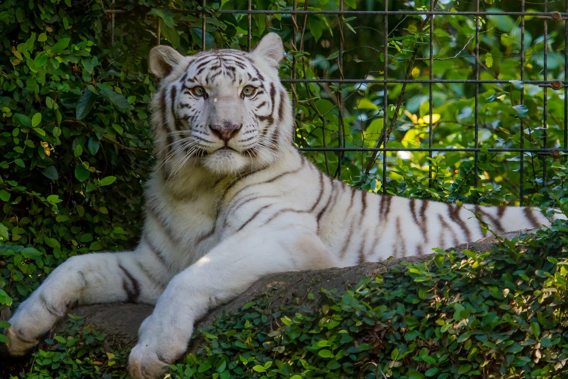 Какой тигр белый. Белый тигр и бенгальский тигр. Амурский тигр белый. Белый тигр лежит. Белый Тигренок.