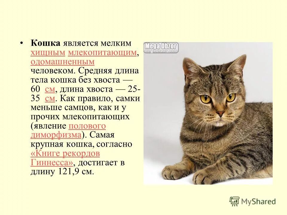 Сколько лап у 10 кошек. Сколько лап у 10 кошек