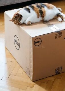 Кот в которой коробке