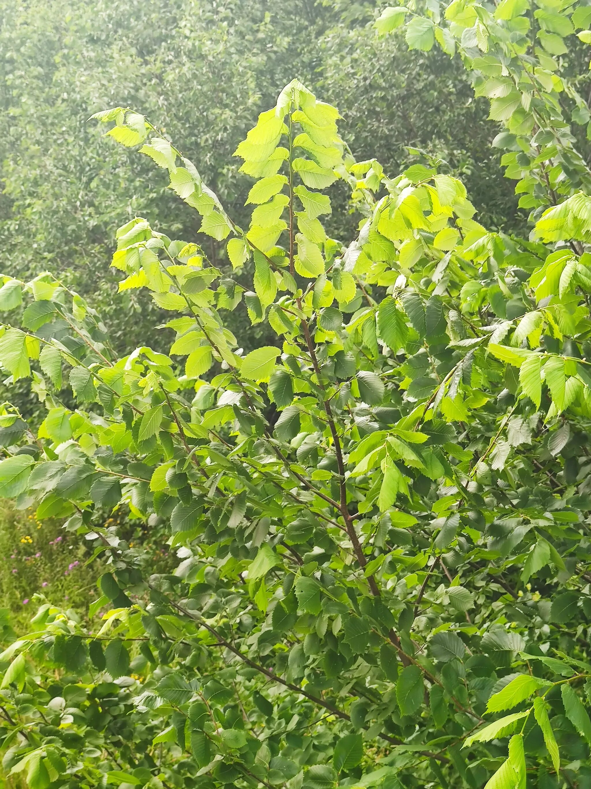 Помогите определить дерево - Помогите определить растение - GreenInfo.ru