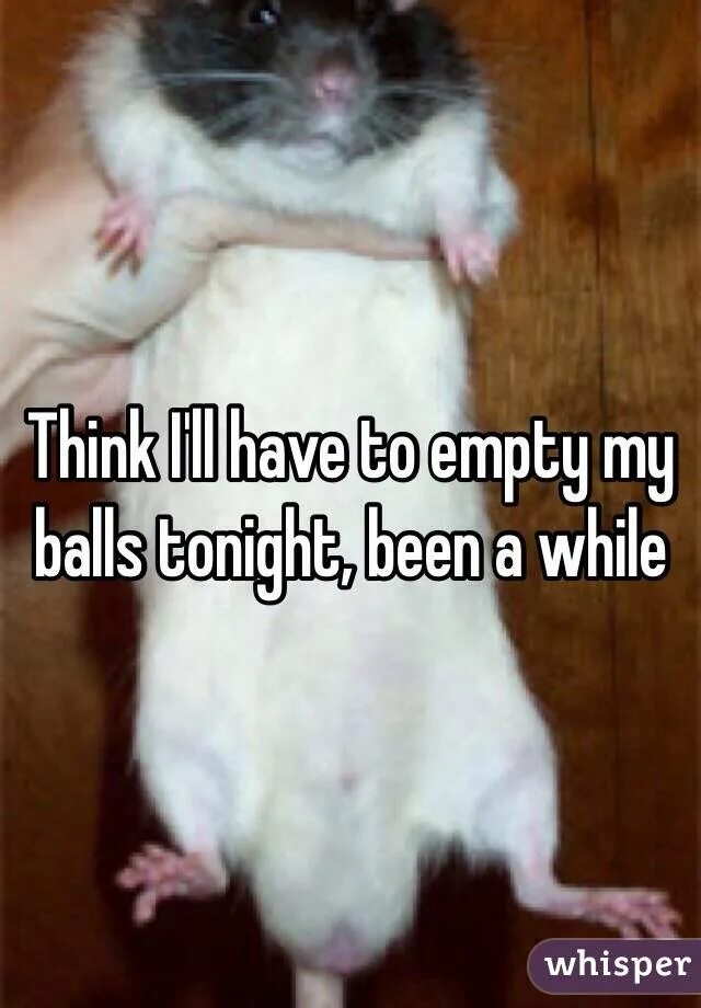 крысы домашние. крыса дамбо. декоративная краса мальчик.