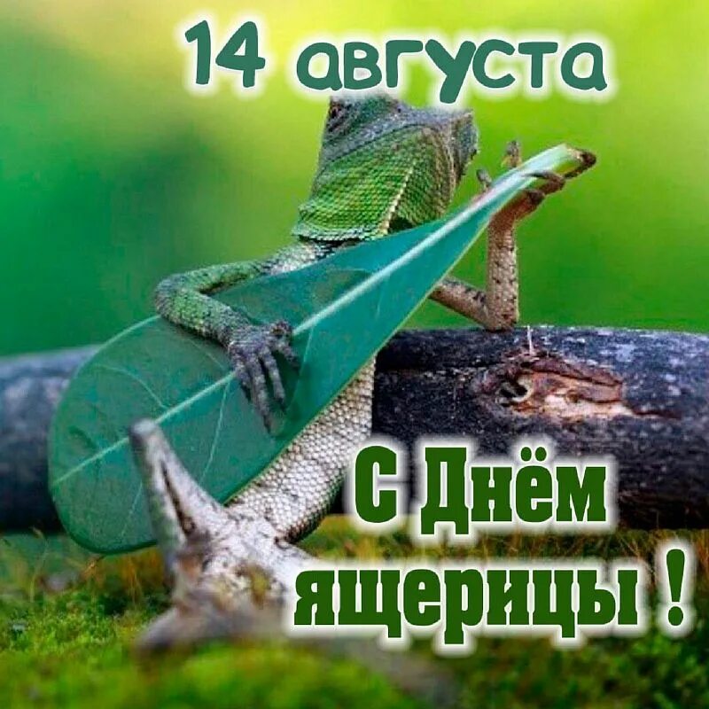 Надпись про ящерицу в инсте. День ящерицы. Всемирный день ящерицы 14 августа картинки. День ящерицы. День ящерицы.
