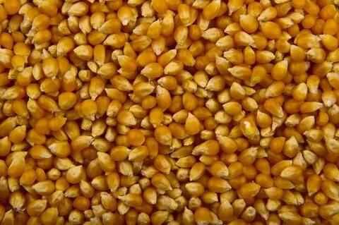 Овес кукуруза картофель