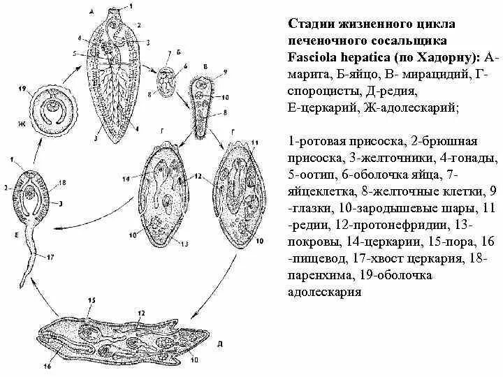 Жизненный цикл цикл печеночного сосальщика. Стадии развития печеночного сосальщика. Стадии развития печеночного сосальщика Марита. Стадии жизненного цикла печеночного сосальщика.