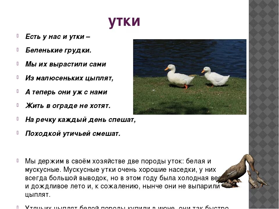 Утки сколько было уток. Порода агидель уток описание. утка агидель описание породы. утка благоварская описание. характеристика породы уток агидель.