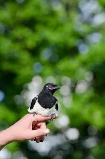 Bird in hand