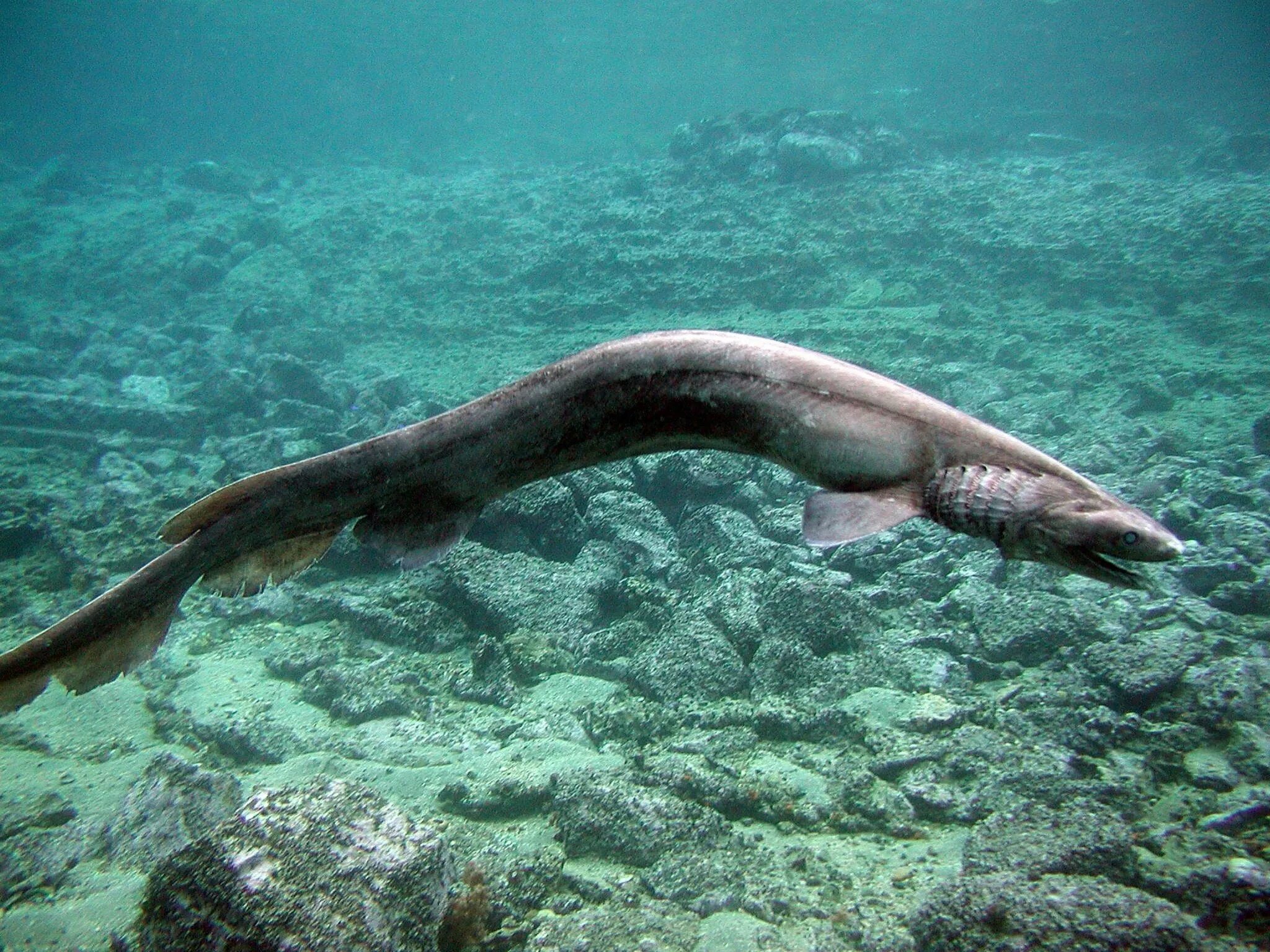 Плащеносная акула плащеносец. Chlamydoselachus anguineus. Плащеносная (реликтовая) акула.