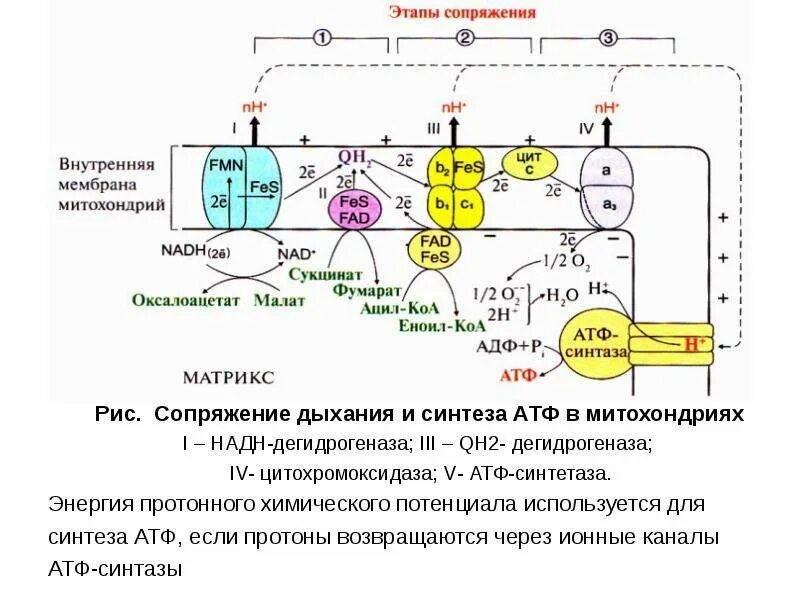 Митохондрии синтезируют атф. Дыхательная цепь биохимия АТФ. Митохондрии тканевое дыхание схема. Дыхательная цепь и окислительное фосфорилирование. Дыхательная цепь синтезирует АТФ.