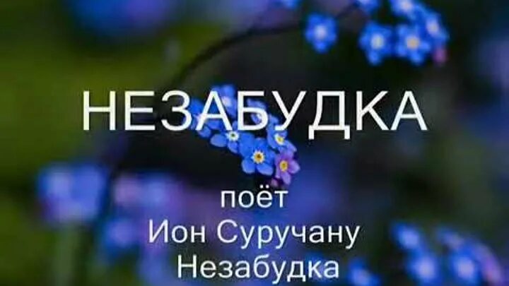 Песня незабудка малинин. Незабудка песня. Незабудка ещё одна минутка. Незабудка твой любимый цветок.