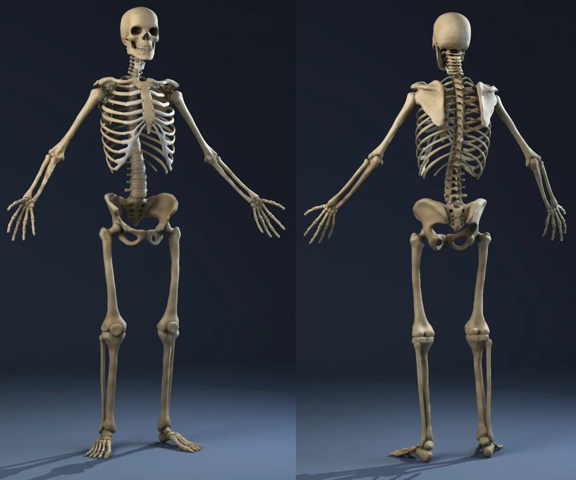 Структурный скелет. Скелет человека реалистичный. скелет 3d мужчина. самая большая кость человеческого скелета. скелет ребенка 3d.
