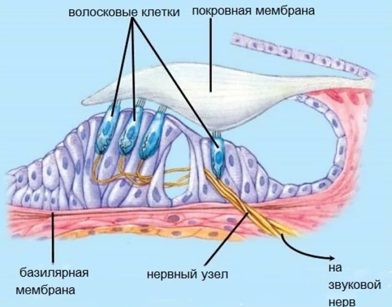 Кортиев орган базилярная мембрана. Строение базилярной мембраны. Строение уха волосковые клетки. Внутреннее ухо строение волосковые клетки.