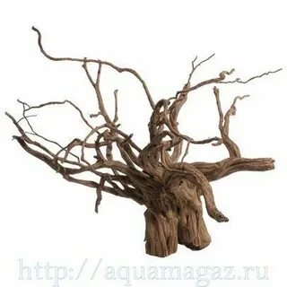 Корень 31 2