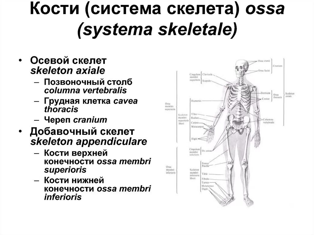 Строение костной системы. Функции костной системы человека. Костная система человека состоит из. Костная система строение и функции.