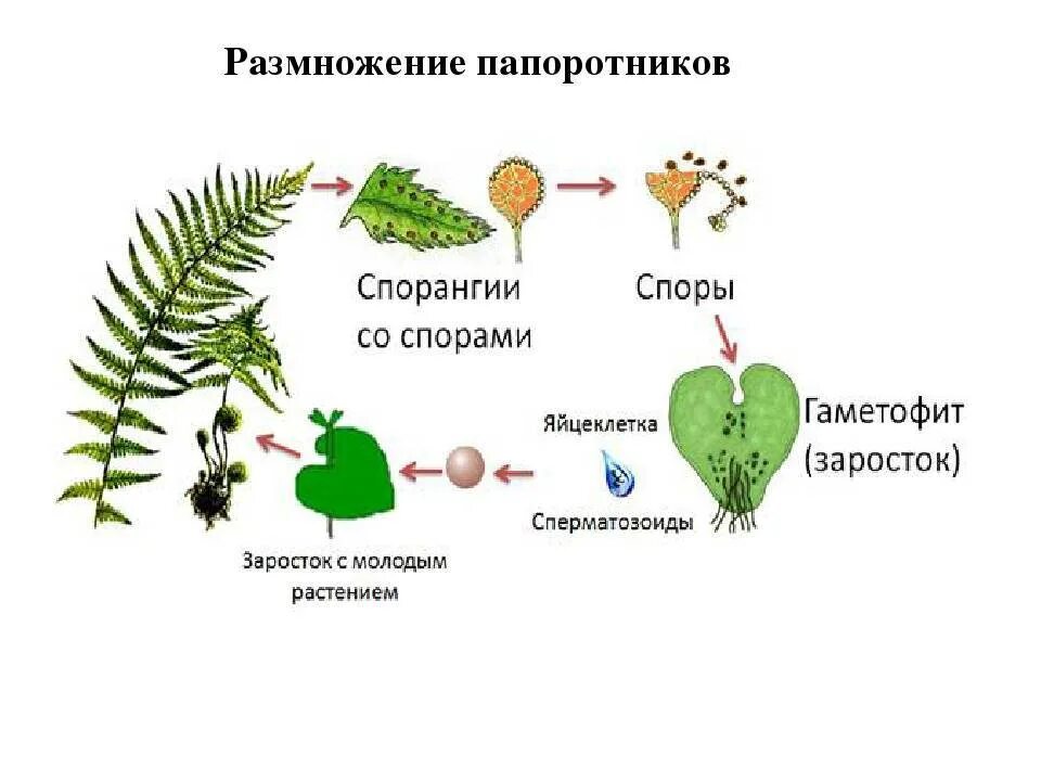 Схема размножения споровых растений. Размножение папоротников схема. Размножение папоротниковидных схема. Папоротник Щитовник мужской размножение.