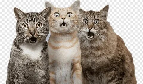 Шок коте