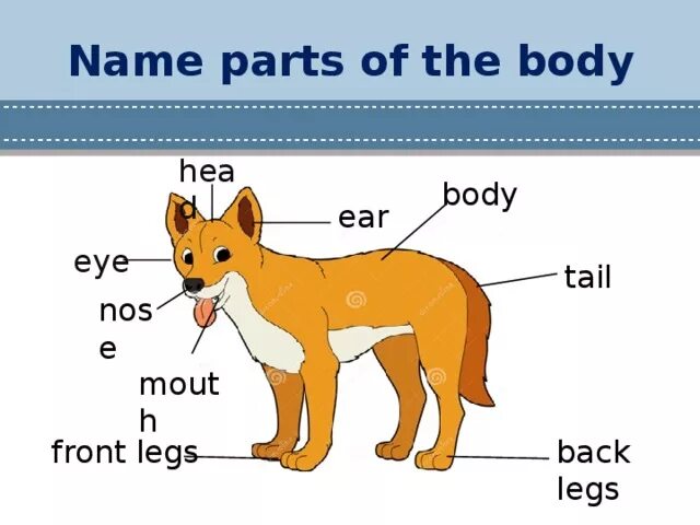 Dogs s names are. Части тела животных Worksheets. Parts of animals упражнения. Animals and Parts of the body ответы. Части тела у животных Flashcard.