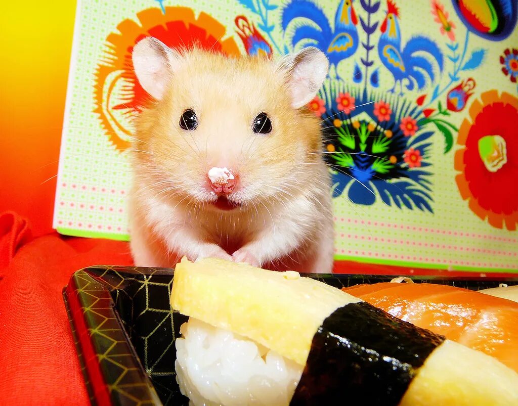 Сирийский хомяк сирийский. Хомяк с пищей. Старый сирийский хомяк. Что есть сирийский хомяк. Золотистый хомячок.