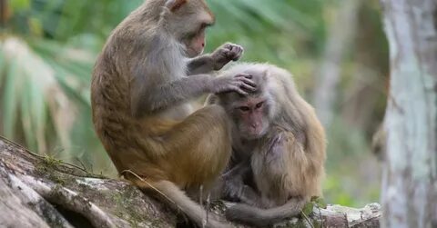 Only monkeys