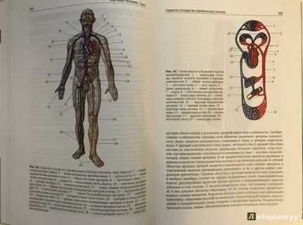 Рисунок человека учебник