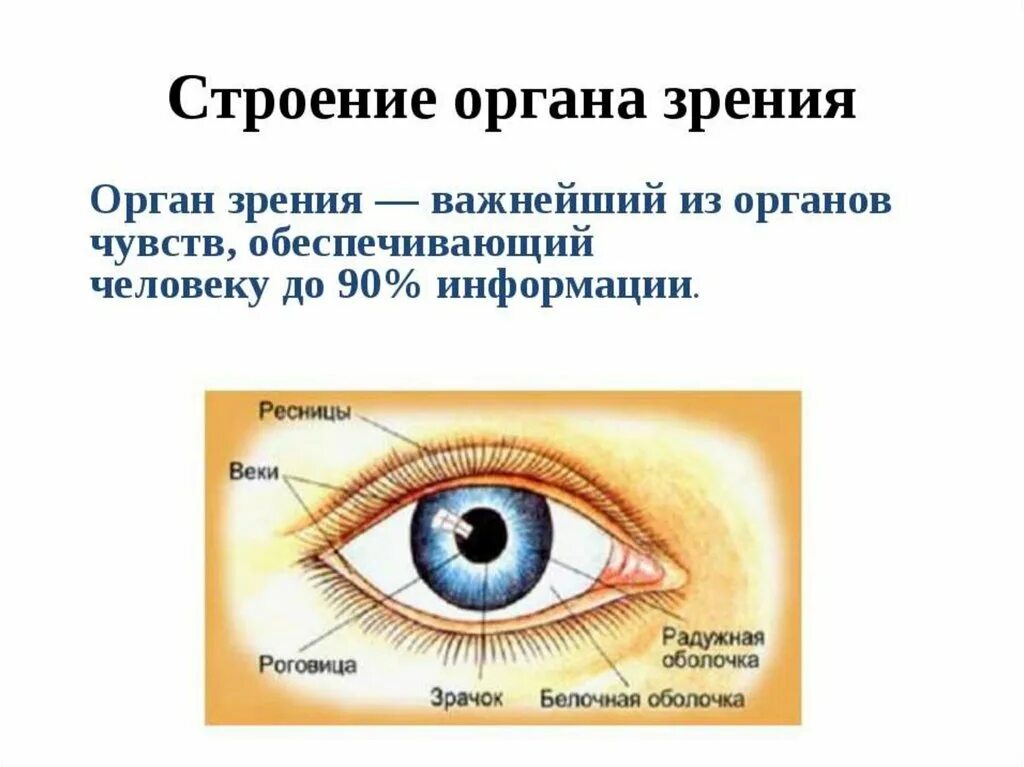 Тест по теме зрение. Орган чувств глаза 3 класс доклад. Орган чувств зрение доклад. Презентация на тему зрение. Глаза орган зрения.