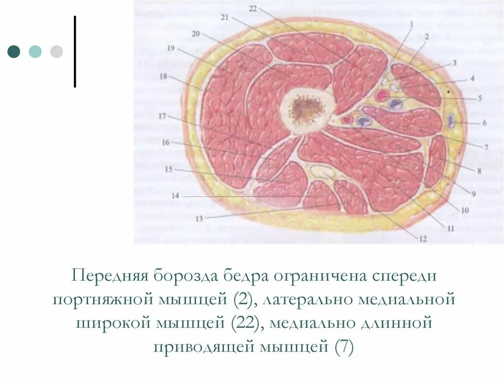 Внутреннее строение спинного мозга поперечный разрез. Анатомические структуры продолговатого мозга. Передняя борозда. Передняя боррздка бедра. Передние и задние латеральные борозды спинного мозга.