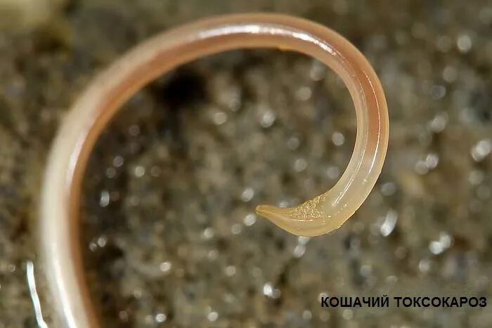 Гельминты токсокары. Гельминты токсокары