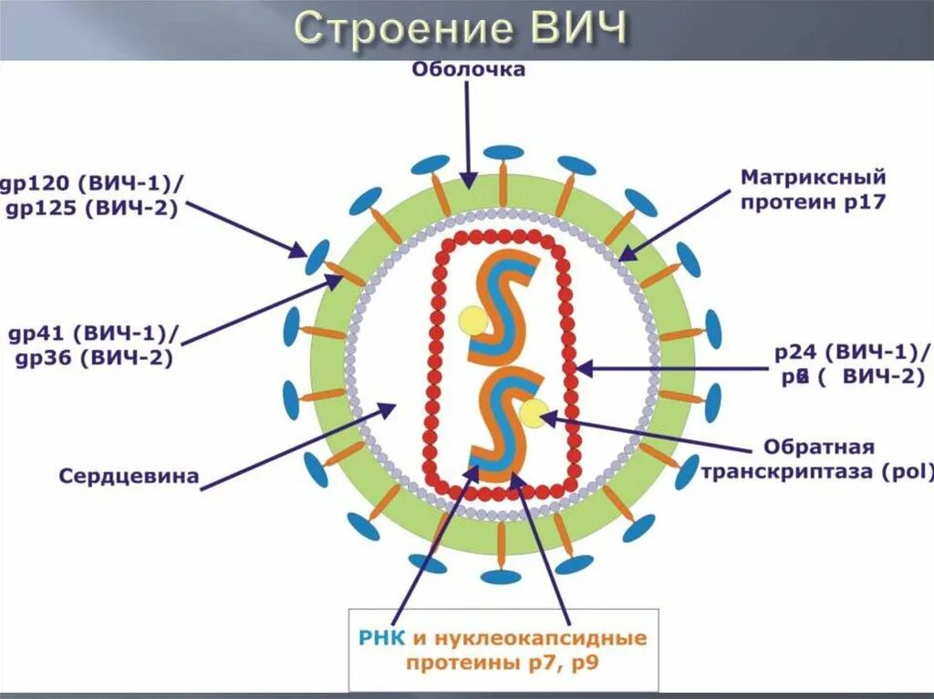 Вич биология. Строение ВИЧ вируса схема. Схема строения вируса иммунодефицита человека. Строение вируса ВИЧ рисунок. Схема строения вириона ВИЧ.