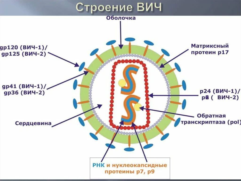 Схема строения вируса вич. Строение вич вируса схема. строение вируса иммунодефицита вич. схема строения вируса иммунодефицита человека. структура вириона вируса спида.