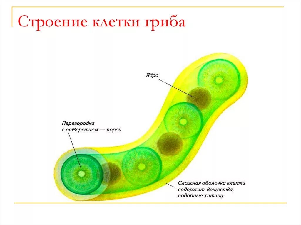 Клеточной мембране клетки грибов. Строение грибной клетки 5 класс биология. Схема строения клетки гриба. Строение клетки грибов 5 класс биология. Строение клетки гриба 5 класс биология рисунок.