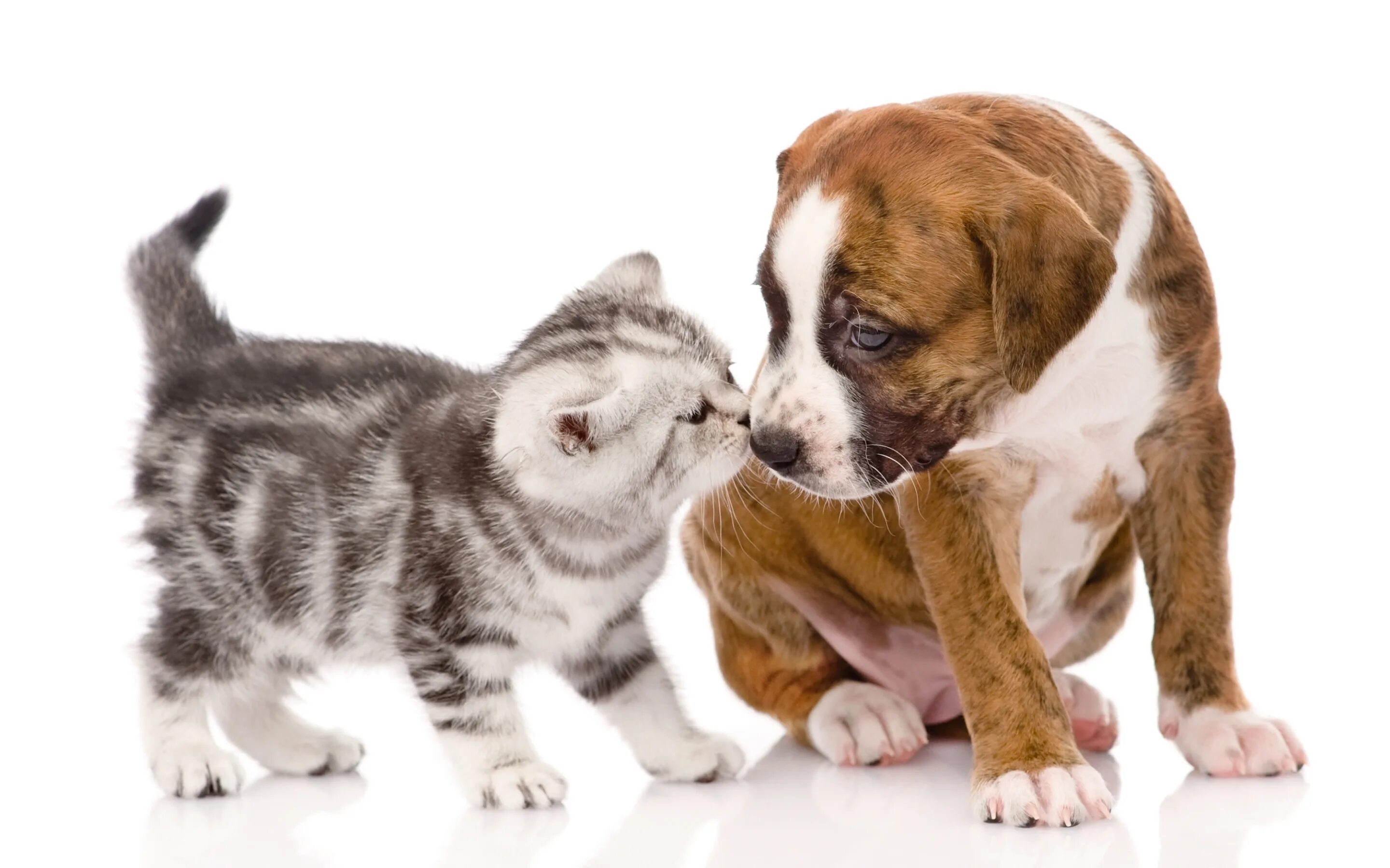 Dog and cat playing. Собачки и кошечки. Собака и кошка вместе. Кошка и собака на белом фоне. Щенок и котенок.