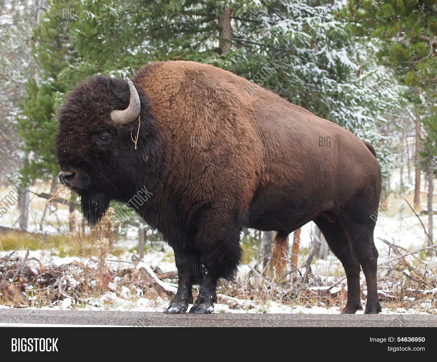 Профиль Бизон. Буйвол профиль. Bison Park USA. Картинка бизона в профиль.