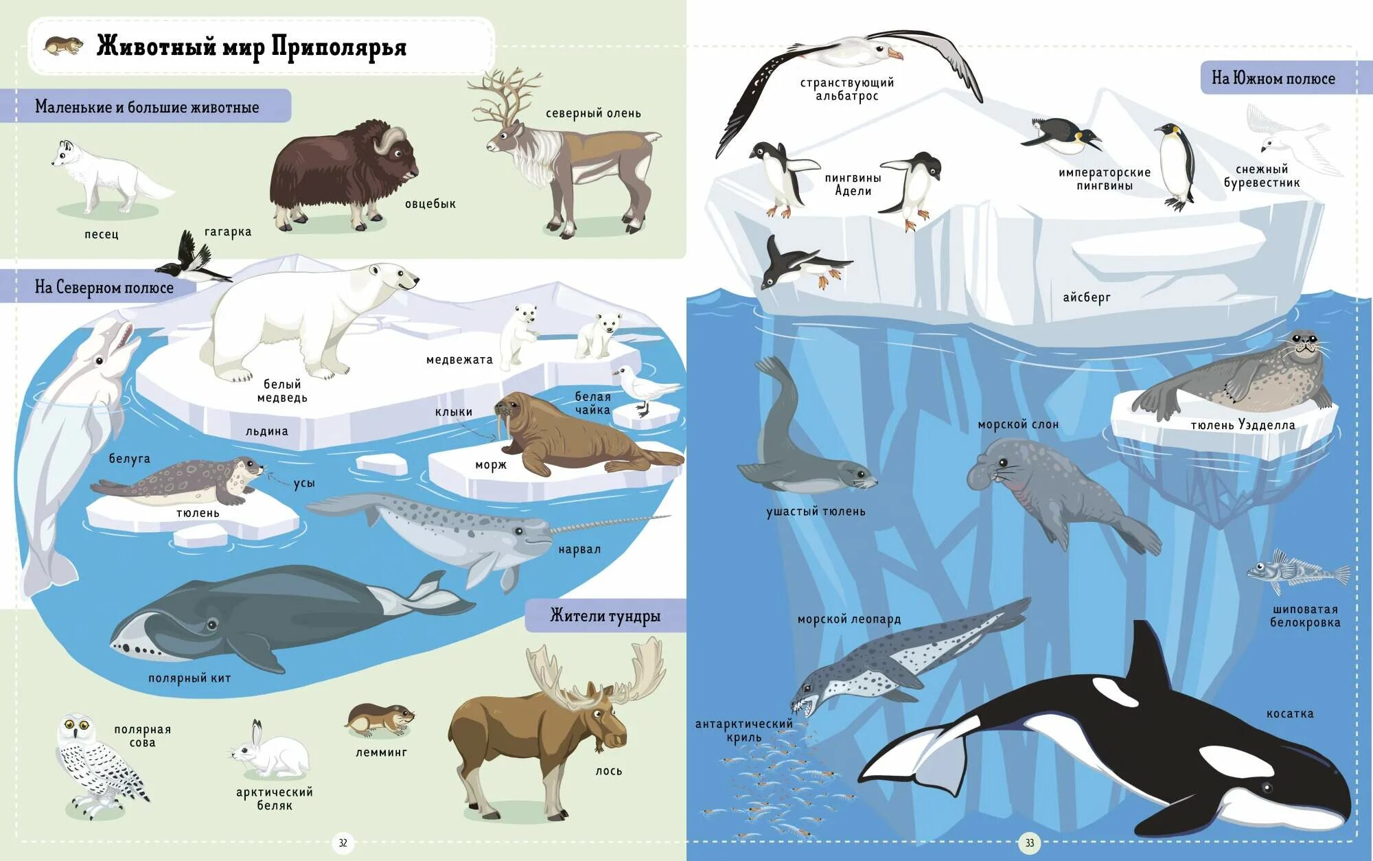 Обитатели полюсов. Животные Северного и Южного полюса. Обитатели Южного полюса животные. Обитатели Северного и Южного полиса. Северный полюс животные список.