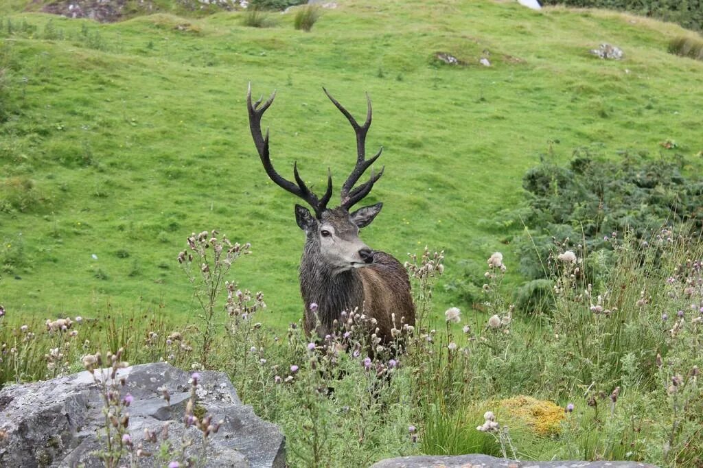 Scotland animal. Фауна Шотландии. Шотландский олень. Растительный и животный мир Шотландии. Олень в горах Шотландии.