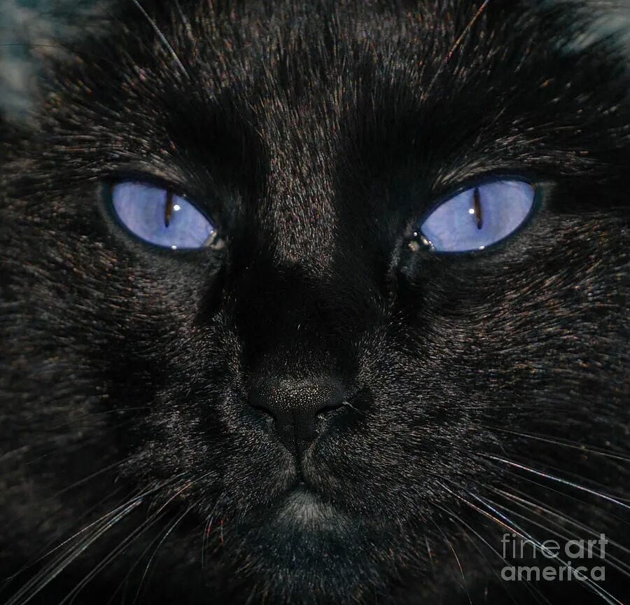 Порода кошек Охос азулес. Охос азулес черный. Охос азулес кошка черная. Охос азулес кошка с голубыми глазами черная. Черная глазая