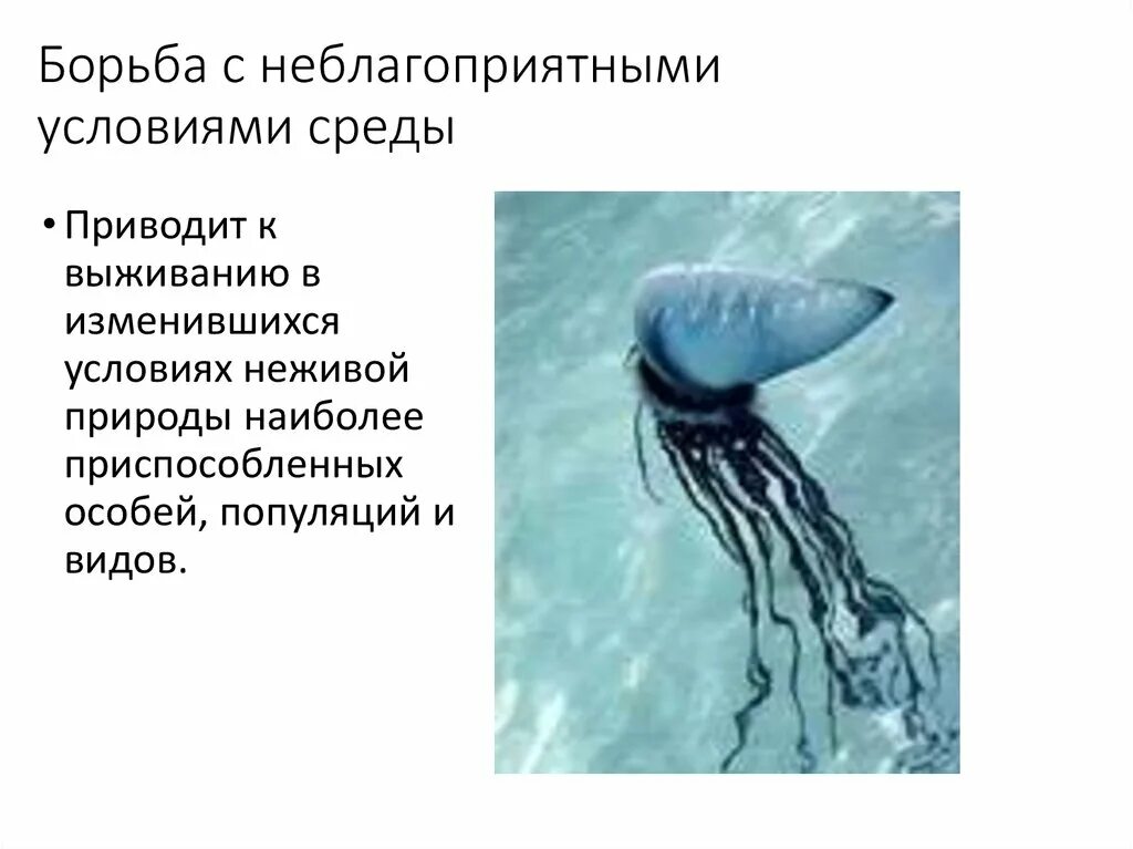 Борьба с неблагоприятными условиями примеры животных. Борьба с неблагоприятными условиями среды. борьба с неблагоприятными условиями среды примеры. борьба с неблагоприятными условиями неживой природы. борьба с неблагоприятными условиями примеры.