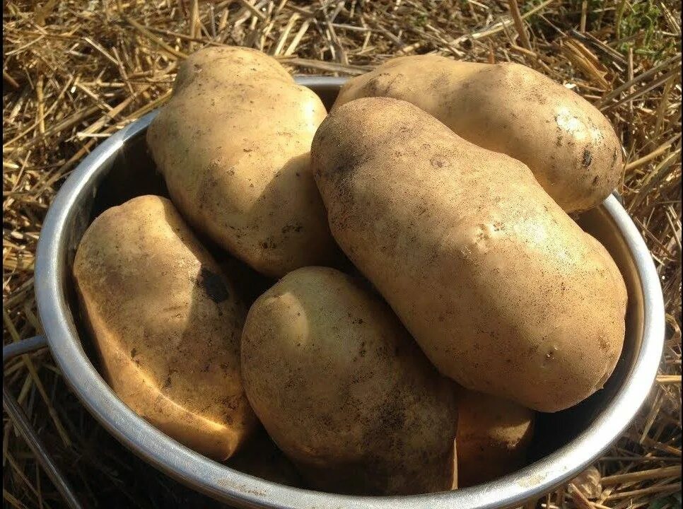 Хорошего урожая картошки. Сорт картофеля голландка. крупный картофель. крупная картошка. большой урожай картошки.