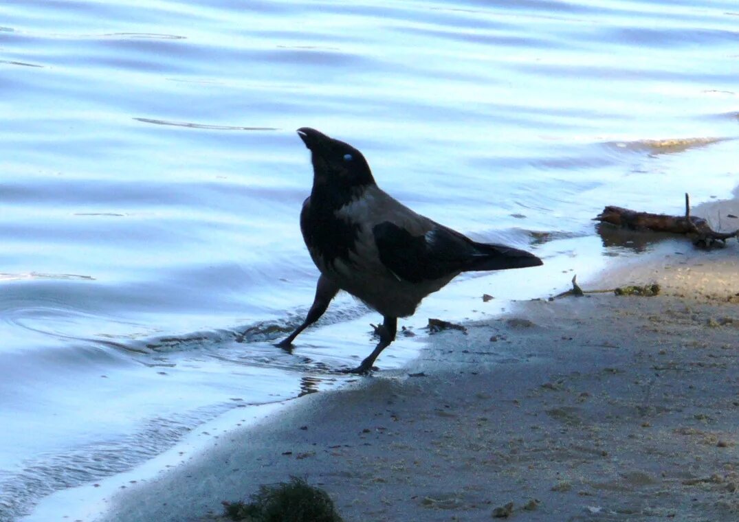 ворон обыкновенный. грач (птица) врановые. самка ворона. сестра вороны 5 букв. птица чёрная как смоль.