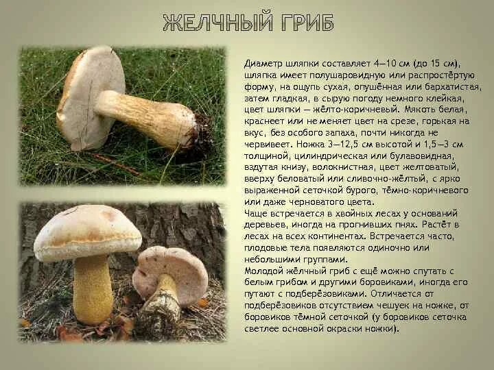 Можно ли употреблять в пищу желчный гриб. Можно ли употреблять в пищу желчный гриб