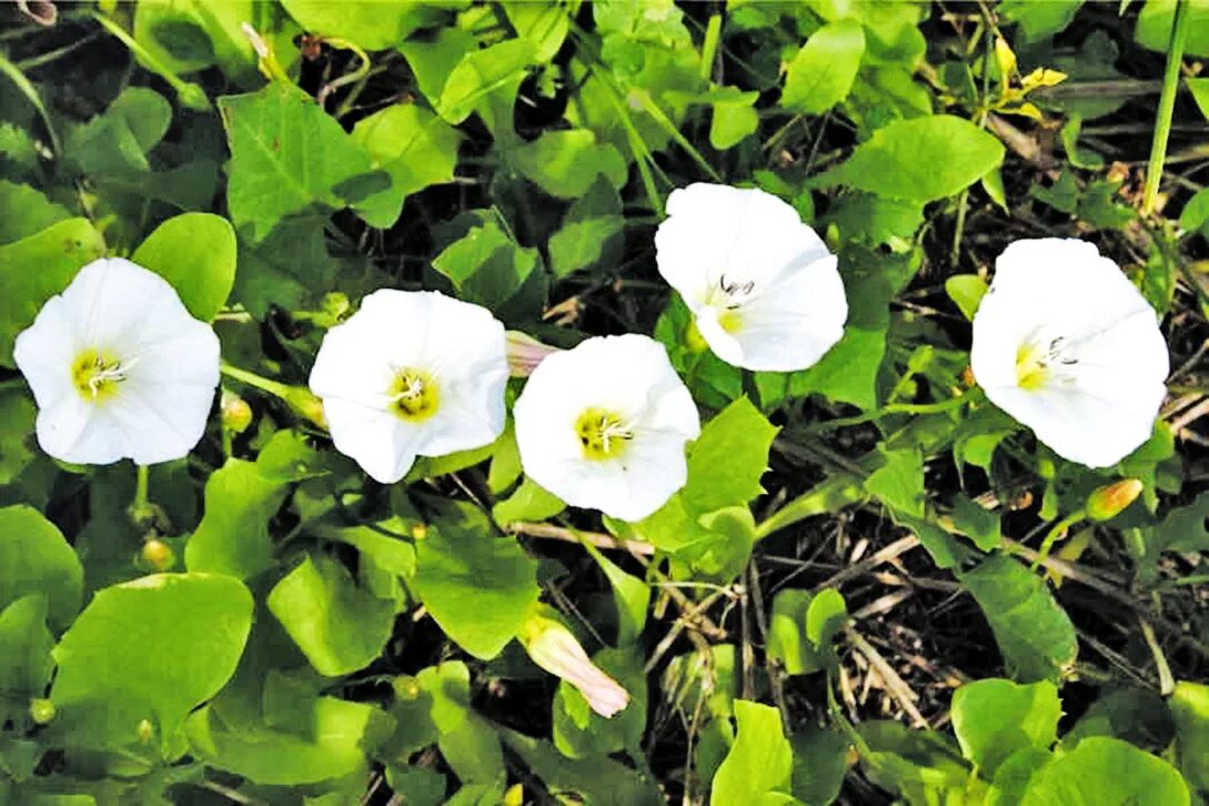 Березка полевая. Вьюнок полевой (Convolvulus arvensis). Вьюнок полевой (Convōlvulus arvēnsis). Вьюнок Березка. Вьюнок полевой Березка.