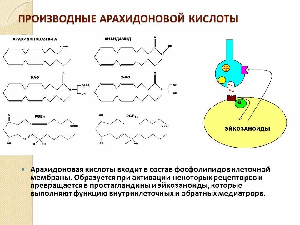 Формула арахидоновой кислоты. Синтез арахидоновой кислоты из линолевой. Арахидоновая кислота структурная формула. Арахидоновая кислота производные. Арахидоновая кислота бета окисление.