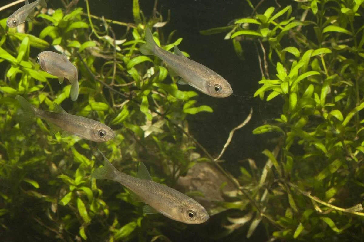 File:Cyprinidae Leucaspius delineatus  Wikimedia Commons