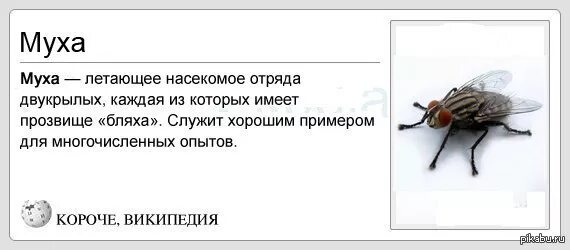 Муха летает. Как летает Муха. Муха простая. Муха которая не летает. Мухи не обидит значение