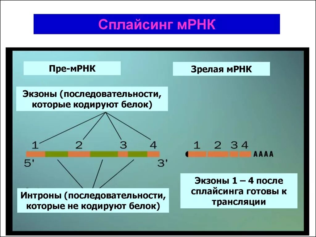 Зрелая матричная РНК. МРНК. Последовательность м РНК. Структура зрелой м РНК.