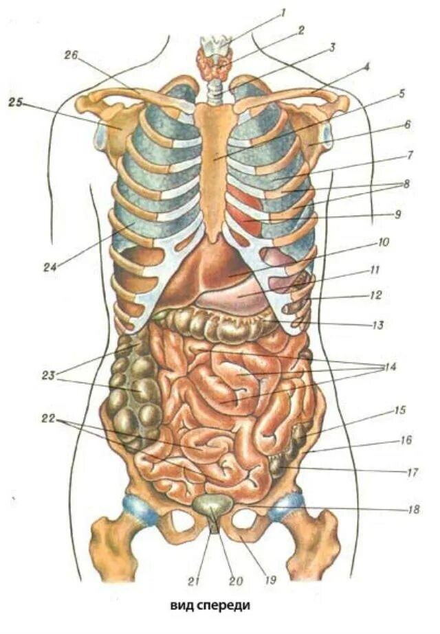 Анатомия человека внутренние органы спереди. Строение внутренних органов сбоку. Строение человека внутренние органы с ребрами. Внутреннее строение туловища. Органы человека схема с названиями и фото