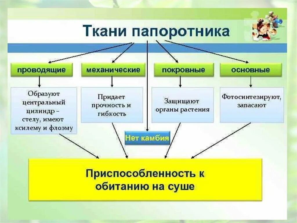 Папоротникообразные проводящая ткань