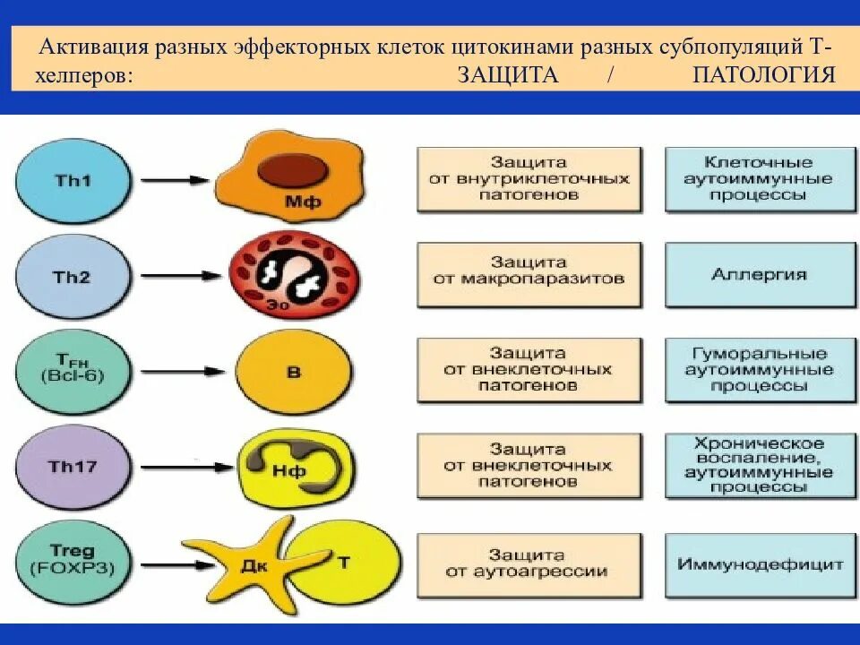 Активация т клеток. Классификация цитокинов. функция т хелперов 2 типа. функциями клеток т-хелперов. типы действия цитокинов.