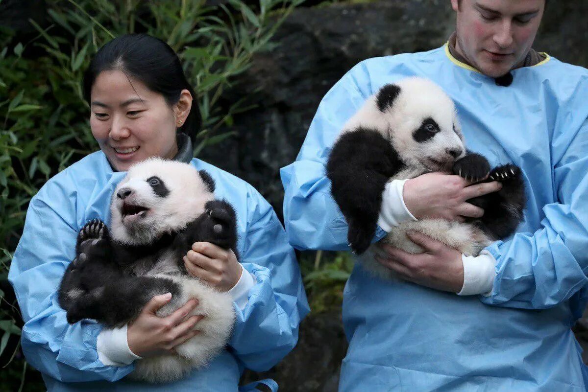 Панда детеныш москва. Циньлинская Панда. Панда в зоопарке. Панда в Китае. Рождение панды.